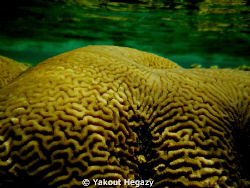 Brain coral-Sharm Elshiekh-Egypt by Yakout Hegazy 